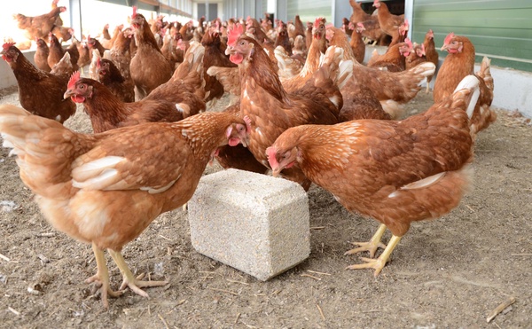 Pickblock 5kg Calcio Gallinas